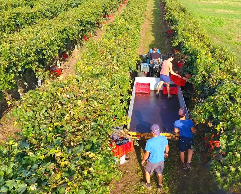 vendemmia cantina massoglia