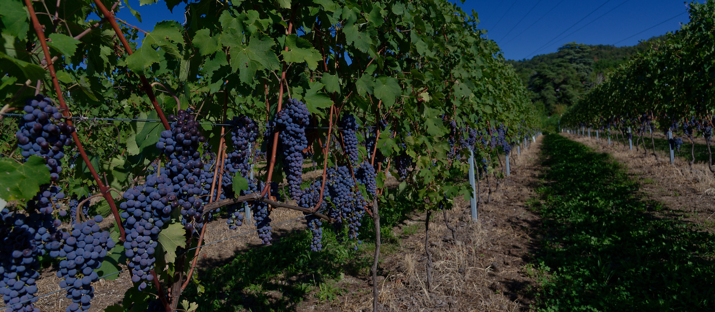 Antiche vinificazioni